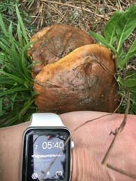 В рязанских лесах собирают свинухи и корзины маслят в мае