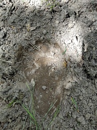 В Спасском районе нашли следы медведя в трёх лесничествах