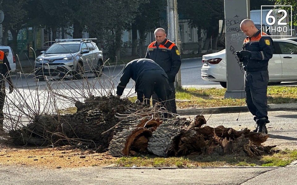 В Рязани тополь рухнул на остановку на Театральной площади - 62ИНФО