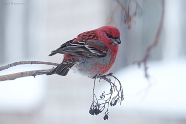 Стая малиновых птиц устроила обед около РГУ