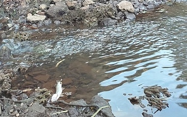 В Солотче погибла рыба в реке