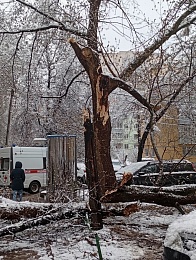 "Девочка пострадала": в Рязани на пути к школе рухнуло дерево