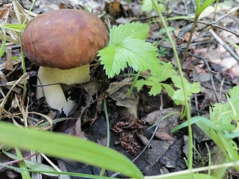 Рязанские леса накрыло урожаем белых грибов и лисичек после дождей - 62ИНФО Рязанские леса накрыло урожаем белых грибов и лисичек после дождей