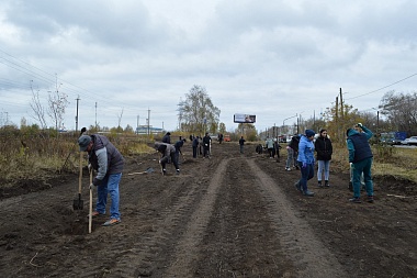 Рязанцы высадили 20 саженцев лип вдоль дороги у Дягилева