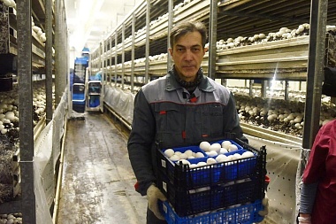 В Рязанской области появятся 500 рабочих мест на предприятии по производству грибов