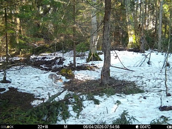 Окский заповедник показал фото кокетливого кабана и деловой лисы