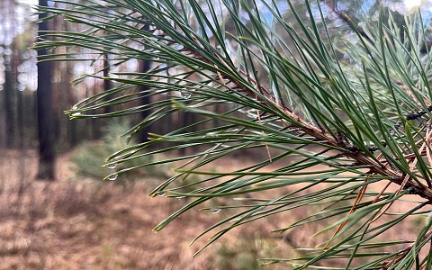 Рязанцам назвали ТОП-5 опасностей прогулок в лесу весной