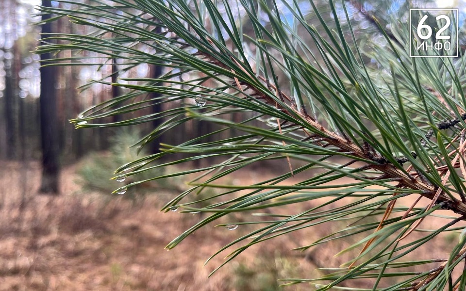 Рязанцам назвали ТОП-5 опасностей прогулок в лесу весной - 62ИНФО