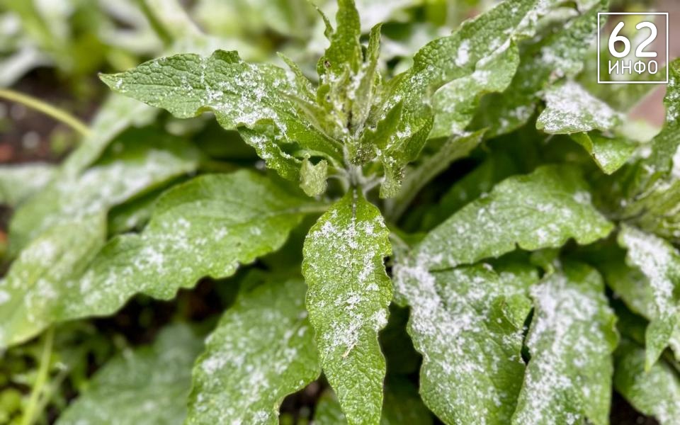 Рязанцев предупредили о заморозках 14 мая - 62ИНФО