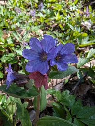 Рязанцам показали лесное «буйство красок и праздник жизни»