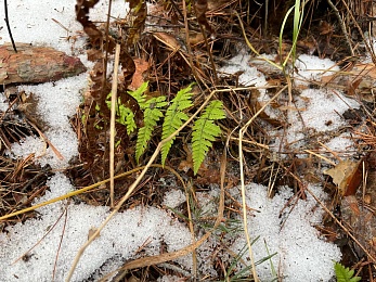 Грибники, к бою: в январе рязанские леса заполонили опята