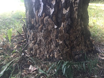 В Рязани деревья облеплены кладками непарного шелкопряда