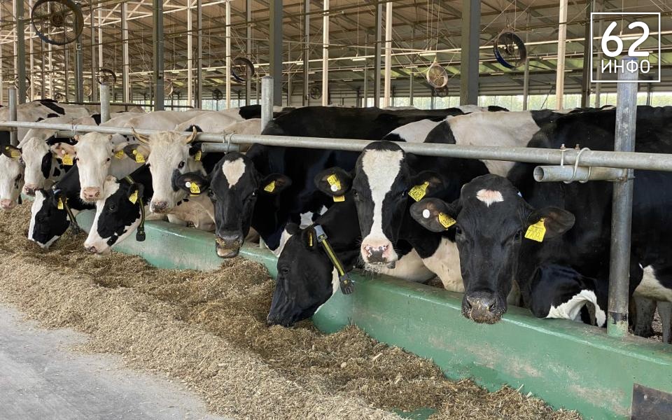 Рязанская промышленность показала 11 год подряд рост животноводства - 62ИНФО