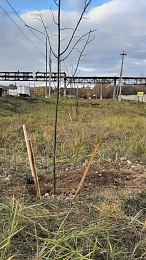 В Рязани за день высадили 52 липы