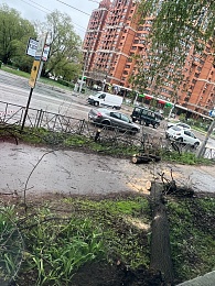 Упавшее дерево повредило троллейбусные провода на улице Чкалова в Рязани  - 62ИНФО Упавшее дерево повредило троллейбусные провода на улице Чкалова в Рязани