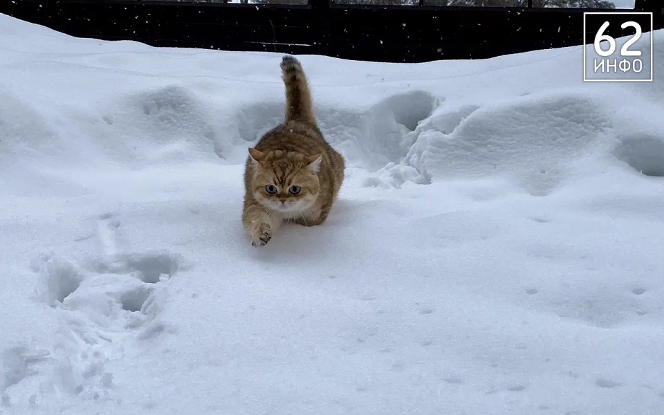 Весеннее тепло крадется к Рязани - 62ИНФО