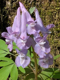 Рязанцам показали лесное «буйство красок и праздник жизни»