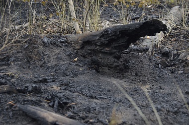 Дым без огня. Как выглядит лесной пожар под Рязанью спустя неделю 