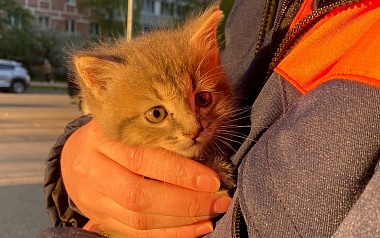 В Рязани раскрыли тайну "мяукающей стены"