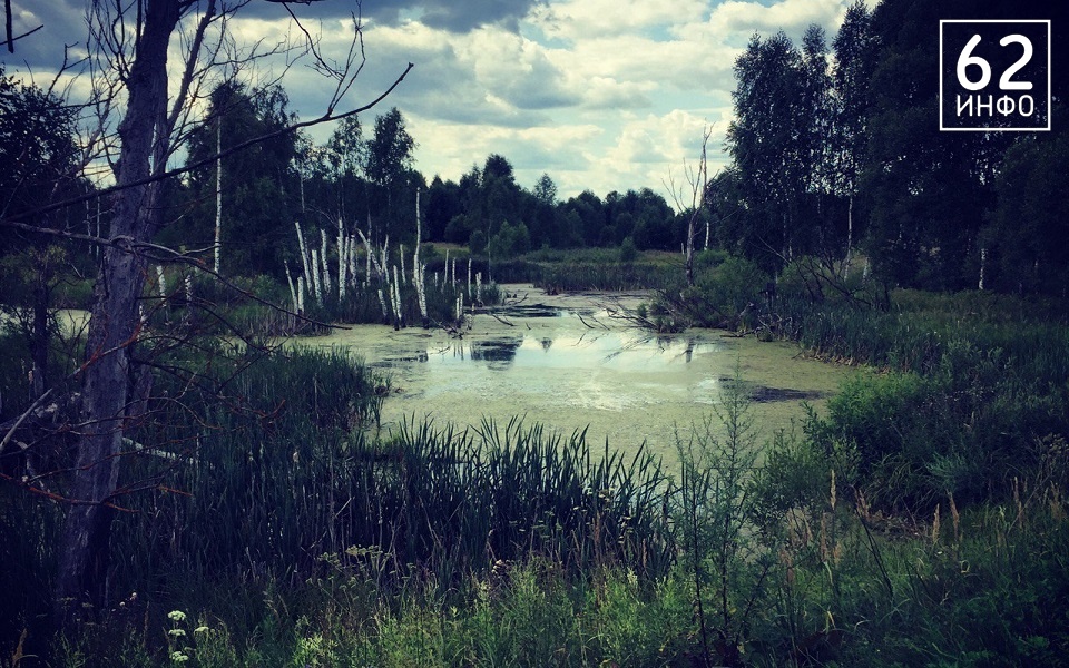 В рязанских лесах пропадают люди - 62ИНФО