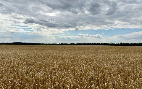 Рязанские аграрии продолжают заготовку кормов для животных