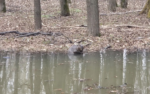 В затопленном Лесопарке Рязани заметили бобра