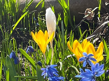 В Рязани цветут крокусы и пролески