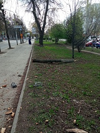 В Рязани на улице Есенина после ДТП кусок дерева остался висеть на проводах