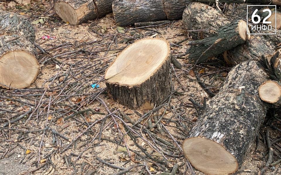 В Рязани подсчитали количество торчащих пней  - 62ИНФО В Рязани подсчитали количество торчащих пней  - 62ИНФО