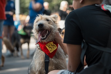 В Лесопарке Рязани прошла выставка бездомных животных "Пойдем домой"