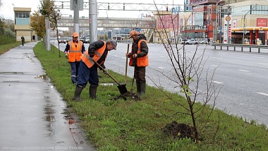 На Московском шоссе в Рязани высадили 70 лип