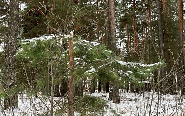 Под Солотчей обезглавливают и корчуют сосны