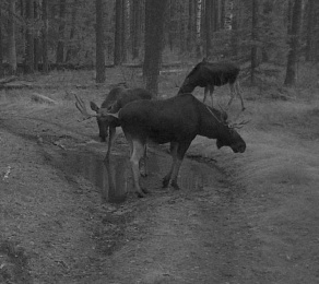 Лоси увлеклись рогами друг друга после завершения брачного сезона