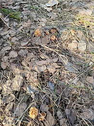 Грибная разведка сообщает: в рязанских лесах появились строчки