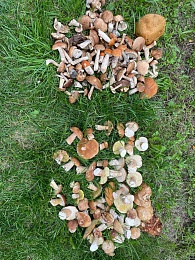 В Рязанской области 4 района накрыл урожай белых грибов