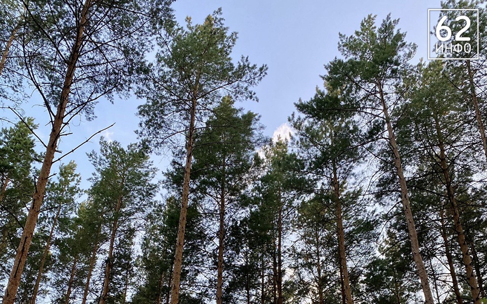 В Рязанской области высадили около 3 миллионов сосен - 62ИНФО
