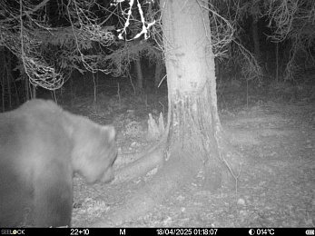 В Окском заповеднике ищут добычу волки, медведи и барсуки