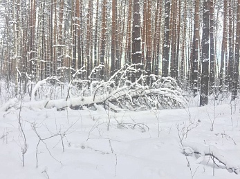 Рязанцы делятся фото первого снегопада в городе и в лесу