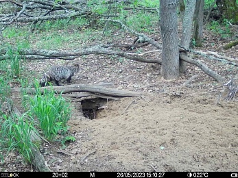 Окский заповедник показал снимки волков и рыси с фотоловушек