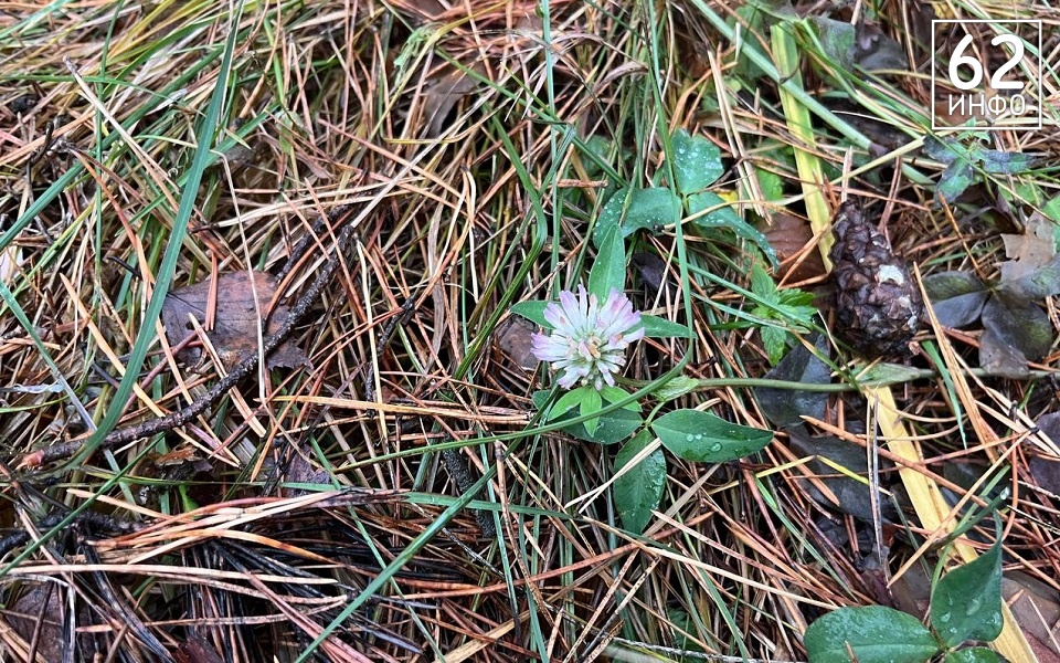 В рязанских лесах в декабре цветут цветы и растут грибы - 62ИНФО