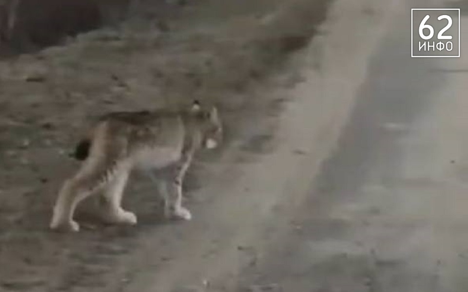 В Рязанской области по дорогам бродит опасный зверь - 62ИНФО