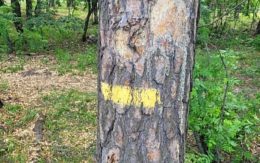 Рязанцы бьют тревогу из-за масштабной вырубки деревьев