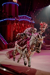 Рязанцев пригласили на цирковое шоу с 3-х метровыми яйцами Фаберже и пеликанами