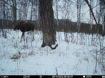 Окский заповедник показал снимки волков и рыси с фотоловушек