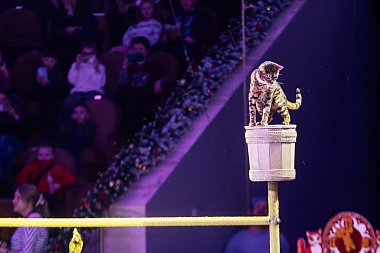 Первые зрители оценили "Новогоднюю тайну пирата" в Рязанском цирке