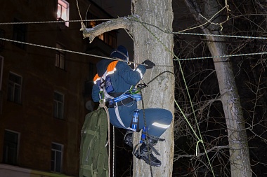 Волонтеры МСО РязГМУ "Salus" сняли с гнилого дерева замерзшего кота