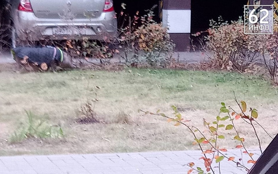 В центре Рязани выгуливают вьетнамскую свинью - 62ИНФО