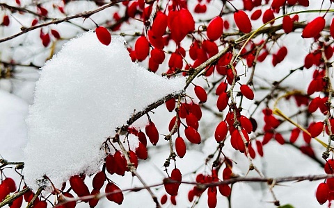 Зима близко: рязанцев накроет снегопад и резкое похолодание в выходные