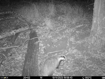 Экологи насчитали 31 поселение бобров на реке Пра