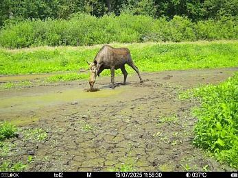 В фотоловушки Окского заповедника попали обрадованные лоси